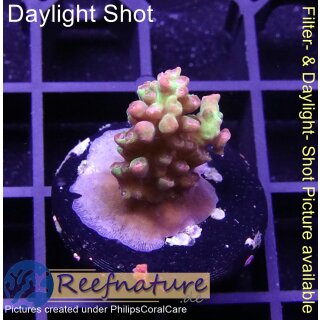 4B4-7 WYSIWYG - Acropora strawberry shortcake, Höhe 21mm