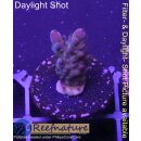 4B4-7 WYSIWYG - Acropora Merlin´s Staff, Höhe 25mm