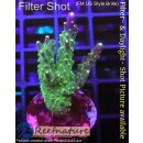 4B4-7 WYSIWYG - Acropora sp. , Höhe 44mm