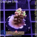 4B4-7 WYSIWYG - Acropora strawberry shortcake, Höhe...