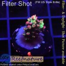 4B4-7 WYSIWYG - Acropora strawberry shortcake, Höhe 21mm
