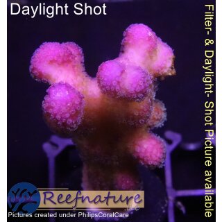 4B5-1 WYSIWYG - Stylophora Fiji Ultra Pink, Höhe 47mm