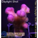 4B5-1 WYSIWYG - Stylophora Fiji Ultra Pink, Höhe 47mm