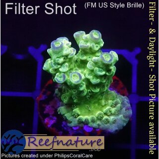 4B4-2 WYSIWYG - Acropora Florida gelb, Höhe 28mm