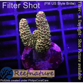4B4-2 WYSIWYG - Acropora millepora, Höhe 33mm