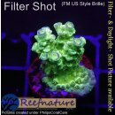 4B4-2 WYSIWYG - Acropora Florida gelb, Höhe 28mm