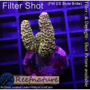 4B4-2 WYSIWYG - Acropora millepora, Höhe 33mm