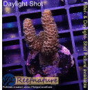 4B4-2 WYSIWYG - Acropora millepora, Höhe 33mm