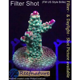4B3-6 WYSIWYG - Acropora Pink Paletta, Höhe 34mm