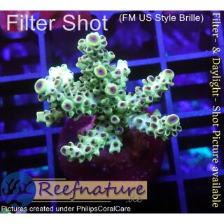 4B3-6 WYSIWYG - Acropora sp., Höhe 30mm