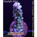 4B3-6 WYSIWYG - Acropora Gelb, blaue Polypen, Höhe 50mm