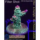 4B3-6 WYSIWYG - Acropora Pink Paletta, Höhe 34mm