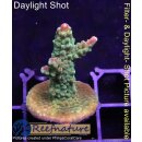 4B3-6 WYSIWYG - Acropora Pink Paletta, Höhe 34mm