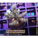 4B3-6 WYSIWYG - Acropora sp., Höhe 30mm