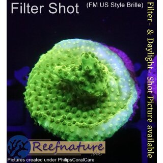 4B3-7 WYSIWYG - Acropora Joker Grün/Lila (Indonesien) Höhe 40mm