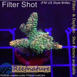 4B3-7 WYSIWYG - Acropora millepora, Höhe 35mm