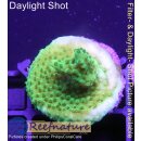 4B3-7 WYSIWYG - Acropora Joker Grün/Lila...