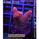 4B3-7 WYSIWYG - Acropora millepora Höhe 29mm