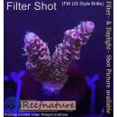 4B3-7 WYSIWYG - Acropora millepora Höhe 33mm