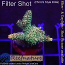 4B3-7 WYSIWYG - Acropora millepora, Höhe 35mm