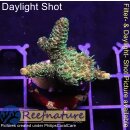 4B3-7 WYSIWYG - Acropora millepora, Höhe 35mm