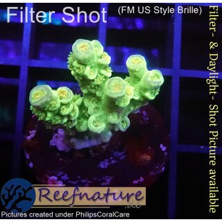 4B3-8 WYSIWYG - Acropora florida Höhe 23mm