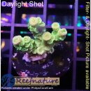 4B3-8 WYSIWYG - Acropora florida Höhe 23mm