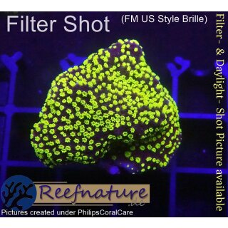 4B4-1 WYSIWYG - Montipora sp.