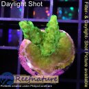 4B4-1 WYSIWYG - Acropora sp. Höhe 27mm