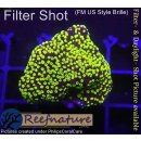 4B4-1 WYSIWYG - Montipora sp.