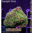 4B4-1 WYSIWYG - Montipora sp.