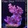 4B4-1 WYSIWYG - Acropora hyacinthus Table