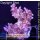 4B4-1 WYSIWYG - Acropora hyacinthus Table