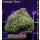 4B4-1 WYSIWYG - Montipora sp.