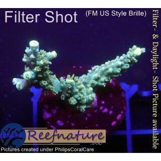 4B4-3 WYSIWYG - Acropora sp. Höhe 31mm