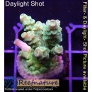4B4-3 WYSIWYG - Acropora Florida Gelb, Höhe 41mm