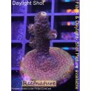 4B4-3 WYSIWYG - Acropora millepora, Höhe 36mm