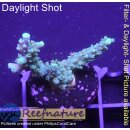 4B4-3 WYSIWYG - Acropora sp. Höhe 31mm