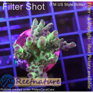 4B4-8 WYSIWYG - Acropora sp., Höhe 37mm