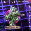 4B4-8 WYSIWYG - Acropora sp., Höhe 37mm