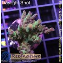 4B4-8 WYSIWYG - Acropora sp., Höhe 37mm