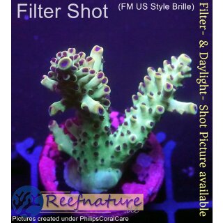 4B4-4 WYSIWYG - Acropora sp. (Indonesien) Höhe 39mm