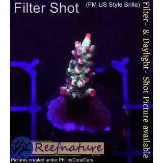 4B4-4 WYSIWYG - Acropora strawberry shortcake, Höhe 27mm