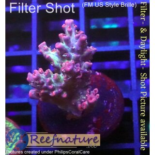 4B4-4 WYSIWYG - Acropora strawberry shortcake, Höhe 33mm
