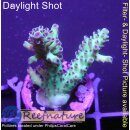 4B4-4 WYSIWYG - Acropora sp. (Indonesien) Höhe 39mm