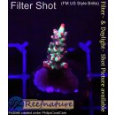 4B4-4 WYSIWYG - Acropora strawberry shortcake, Höhe...