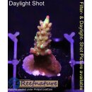 4B4-4 WYSIWYG - Acropora strawberry shortcake, Höhe...