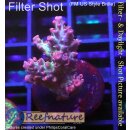 4B4-4 WYSIWYG - Acropora strawberry shortcake, Höhe 33mm