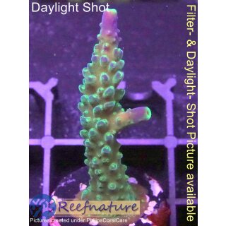 4B2-5 WYSIWYG - Acropora  Joker, Höhe 48mm