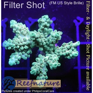 4B2-5 WYSIWYG - Acropora  sp. Tisch Höhe 28mm